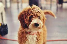 狗狗行为解密：摇尾巴的狗不一定快乐?这些肢体语言你要知道