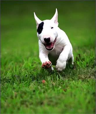 牛头梗真这么厉害?