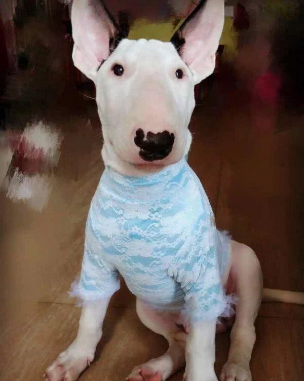 牛头梗真这么厉害?