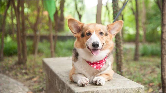 为什么柯基那么少人养，原来是这6点遭人嫌