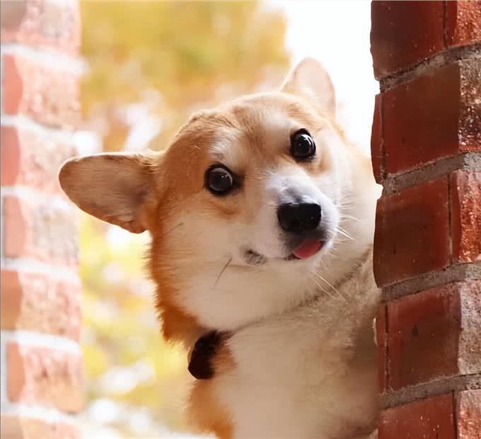 为什么柯基那么少人养，原来是这6点遭人嫌