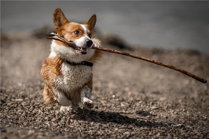 为什么柯基那么少人养，原来是这6点遭人嫌