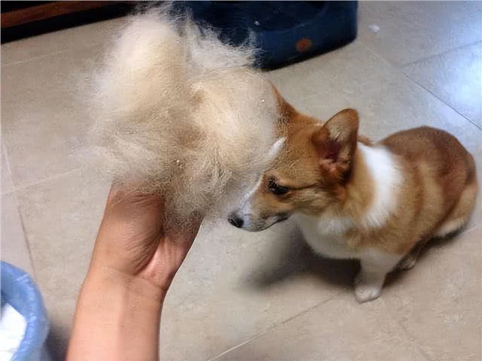 为什么柯基那么少人养,原来是这6点遭人嫌