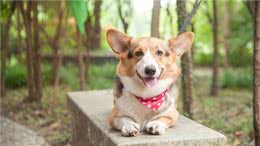 为什么柯基那么少人养，原来是这6点遭人嫌