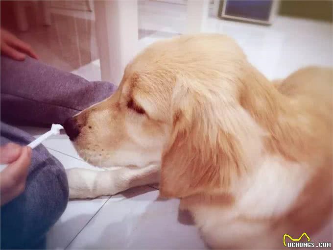 如何给狗狗刷牙?这几种方法前所未有