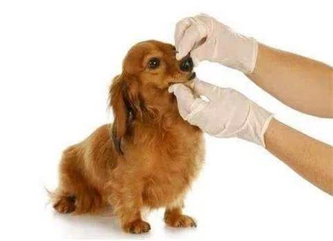 如何给狗狗刷牙?这几种方法前所未有