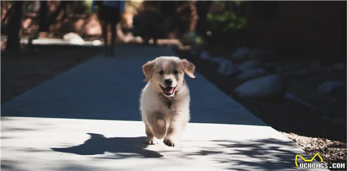 狗狗有分离焦虑症怎么办?不要怕，学会这6点就没问题