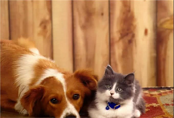 狗狗有分离焦虑症怎么办?不要怕，学会这6点就没问题