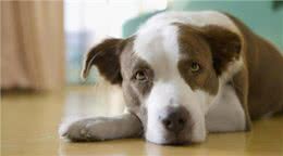 狗狗有分离焦虑症怎么办?不要怕，学会这6点就没问题