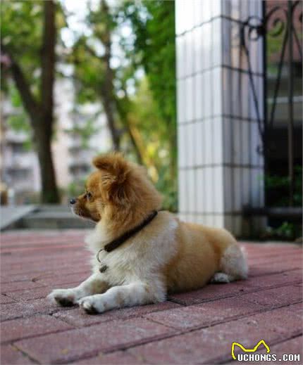 狗来财是真的!不过不是你的狗