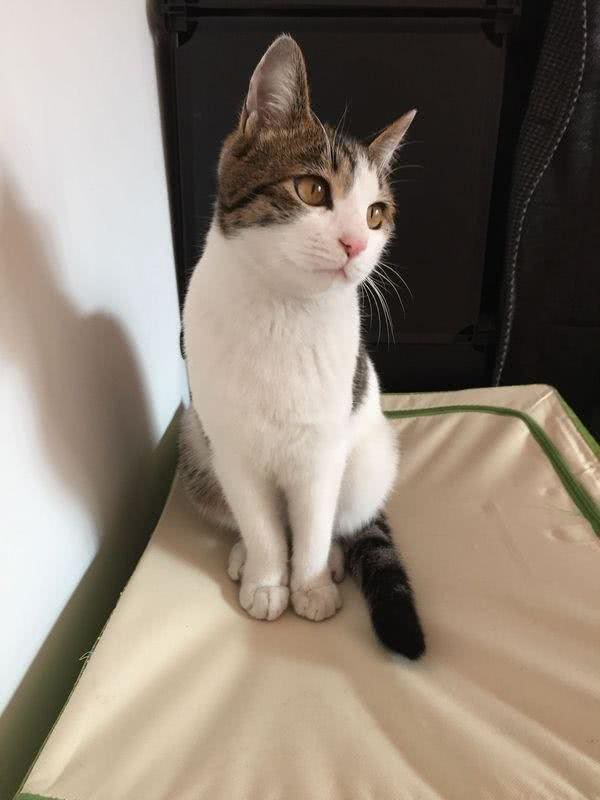 还有这样不可思议的猫界大神?