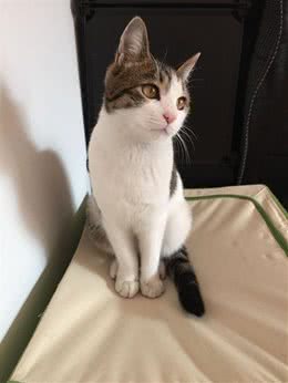 还有这样不可思议的猫界大神?