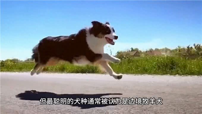 10个关于小狗的冷知识，你知道多少?