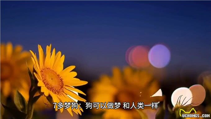 10个关于小狗的冷知识，你知道多少?