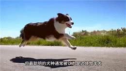 10个关于小狗的冷知识，你知道多少?