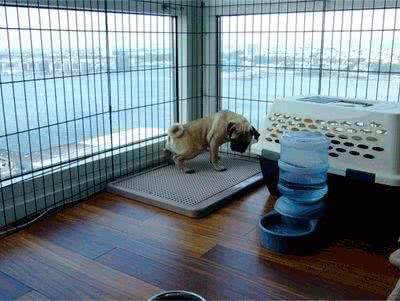 狗狗经常在家随地大小便，如何训练幼犬定点大小便?