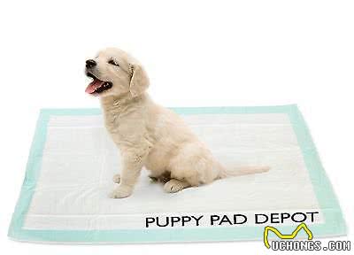 狗狗经常在家随地大小便，如何训练幼犬定点大小便?