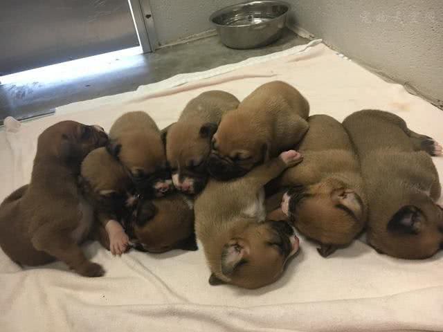 狗狗经常在家随地大小便，如何训练幼犬定点大小便?