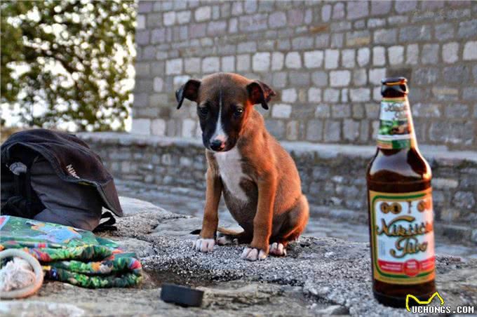 狗狗经常在家随地大小便，如何训练幼犬定点大小便?