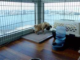 狗狗经常在家随地大小便，如何训练幼犬定点大小便?
