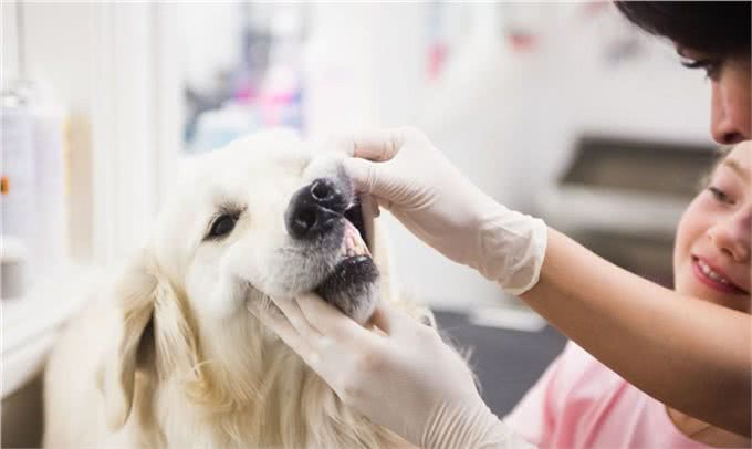 狗狗呼吸有气味?注意:可能意味着疾病