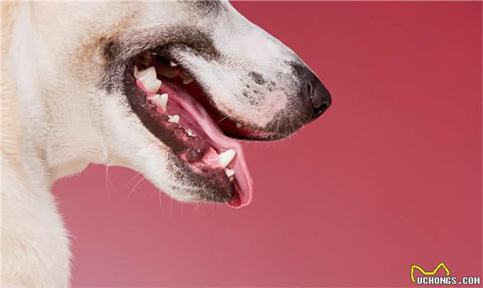 狗狗呼吸有气味?注意:可能意味着疾病