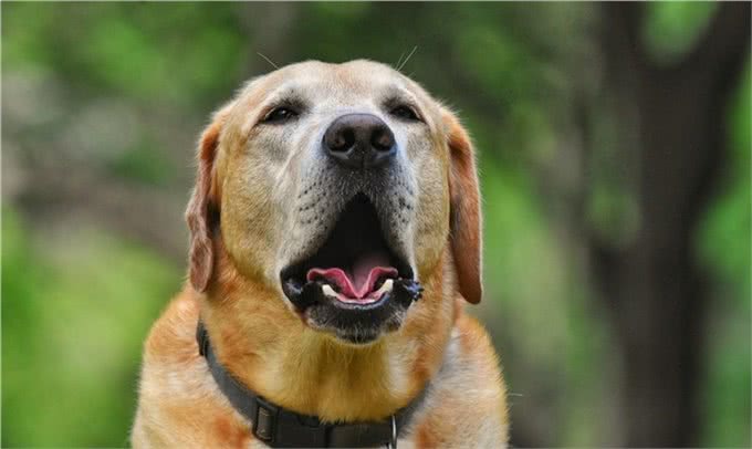 狗狗呼吸有气味?注意:可能意味着疾病