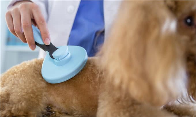 狗狗呼吸有气味?注意:可能意味着疾病