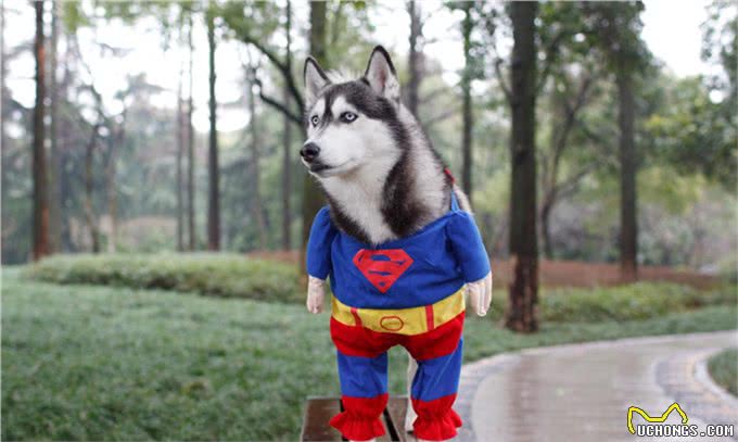 狗狗呼吸有气味?注意:可能意味着疾病