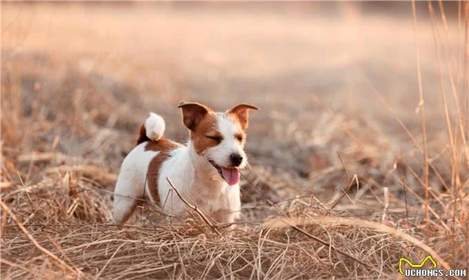 怎么训练宠物大小便，知道清洁自己
