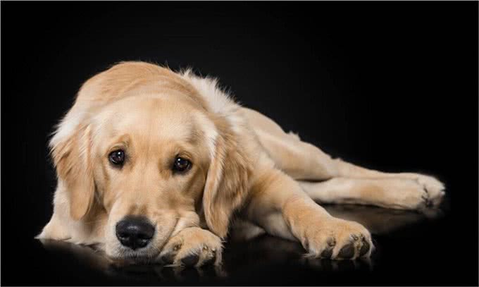 怎么训练宠物大小便，知道清洁自己