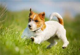 怎么训练宠物大小便，知道清洁自己