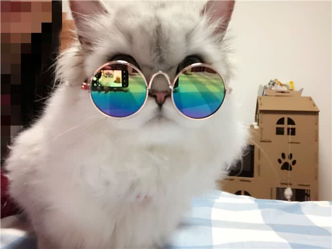 小金吉拉猫刚到新家，4只原住民猫就虎视眈眈