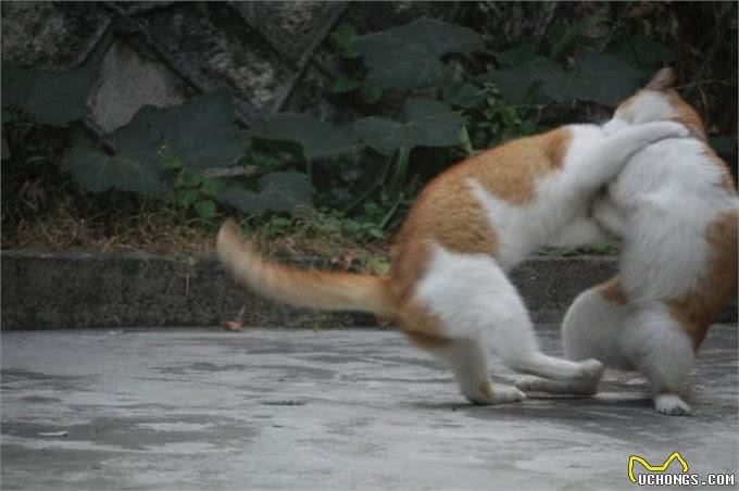 小金吉拉猫刚到新家，4只原住民猫就虎视眈眈