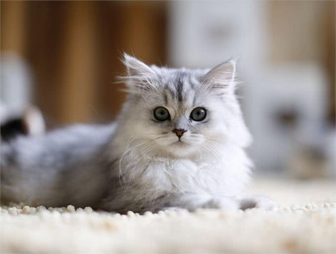 小金吉拉猫刚到新家，4只原住民猫就虎视眈眈