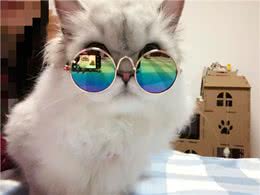 小金吉拉猫刚到新家，4只原住民猫就虎视眈眈