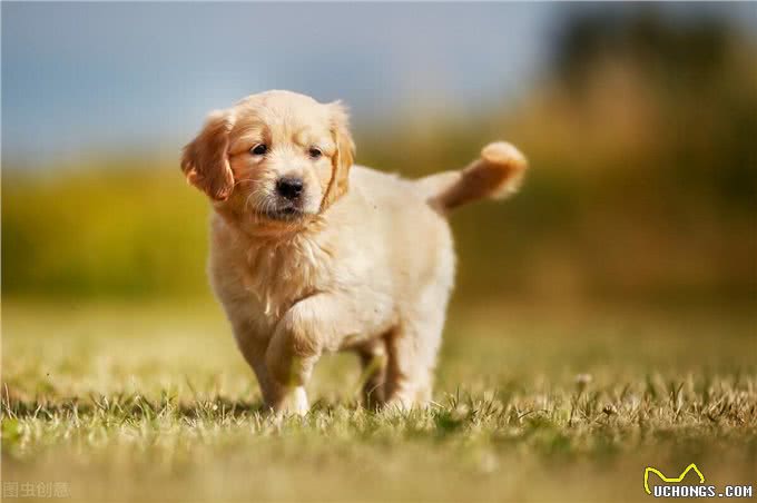 1个多月的金毛该怎么喂养?每个年龄段该喂多少食物?