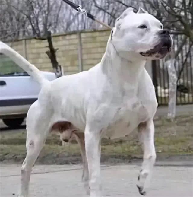 杜高犬:勇敢、忠诚，具有出色的狩猎和护卫能力