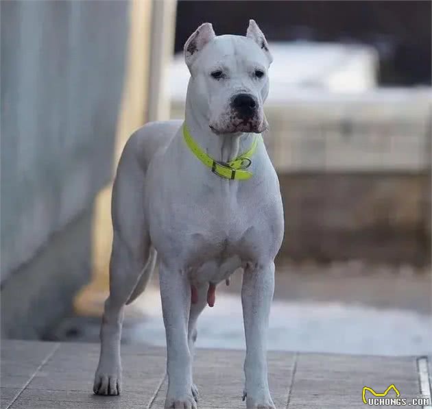 杜高犬:勇敢、忠诚，具有出色的狩猎和护卫能力