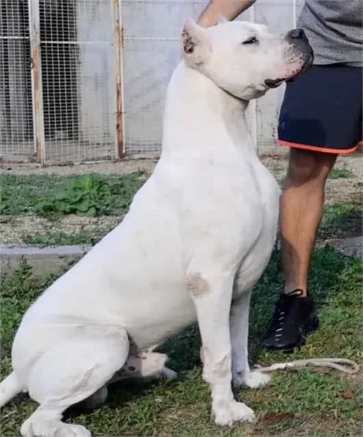 杜高犬:勇敢、忠诚，具有出色的狩猎和护卫能力