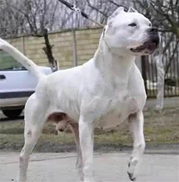 杜高犬:勇敢、忠诚，具有出色的狩猎和护卫能力