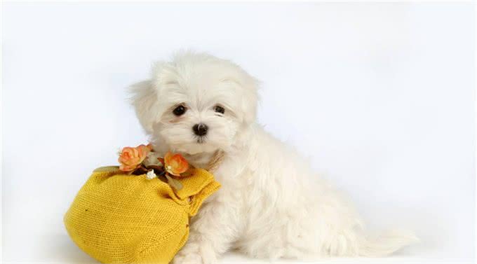 犬体内寄生虫之蛔虫