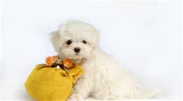 犬体内寄生虫之蛔虫