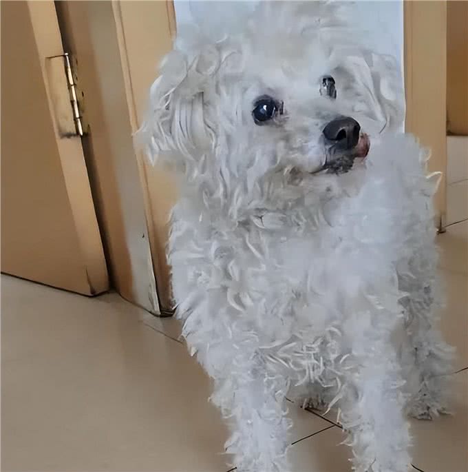 发现5年前被偷走的狗又出现在门口!狗走丢了，为何自己回家?