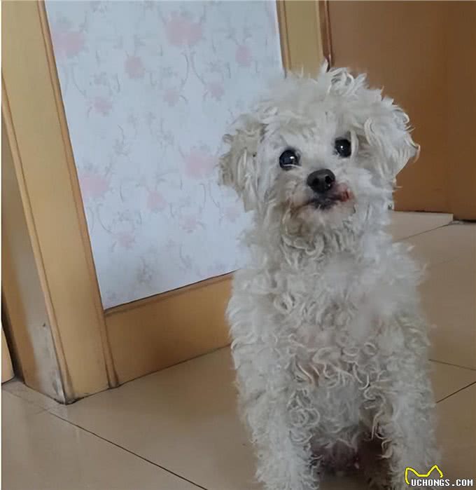 发现5年前被偷走的狗又出现在门口!狗走丢了，为何自己回家?