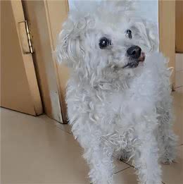 发现5年前被偷走的狗又出现在门口!狗走丢了，为何自己回家?