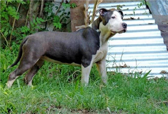 美国第一猛犬，打斗能力完爆比特却又是一个温柔如水的护卫勇士