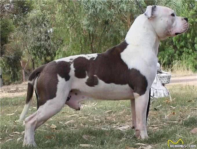 美国第一猛犬，打斗能力完爆比特却又是一个温柔如水的护卫勇士