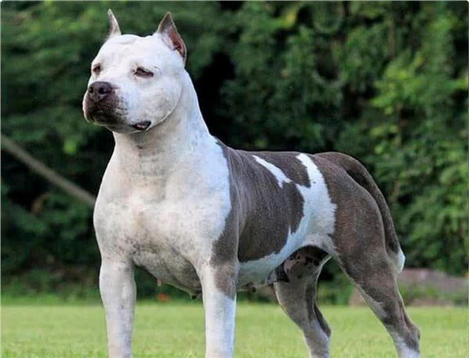 美国第一猛犬，打斗能力完爆比特却又是一个温柔如水的护卫勇士