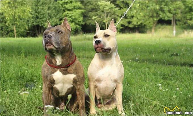 美国第一猛犬，打斗能力完爆比特却又是一个温柔如水的护卫勇士